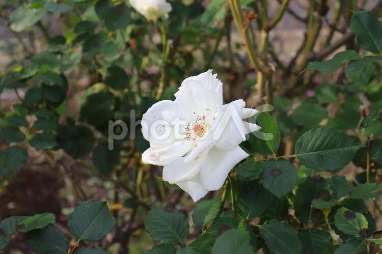 イギリス生まれの白い薔薇、マーガレット・メリル 薔薇,花,植物の写真素材