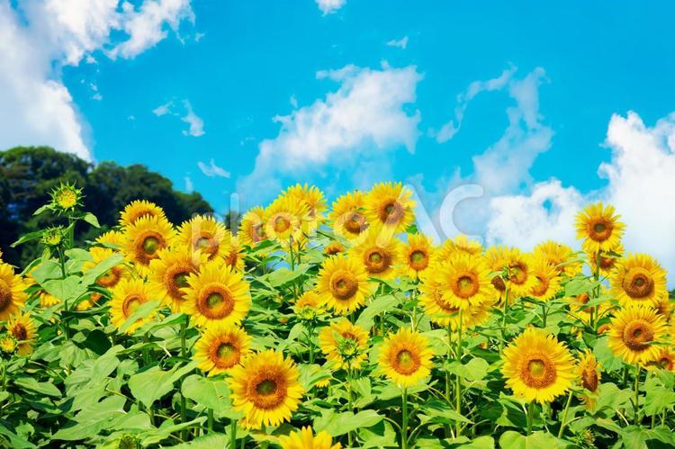 雲がある夏の空に満開のひまわり畑 夏,太陽,雲の写真素材