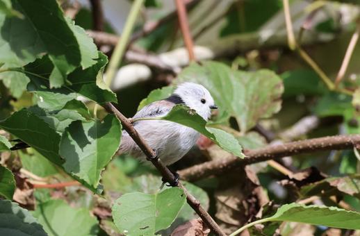 シマエナガ シマエナガの写真