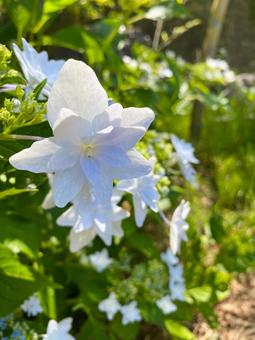 可憐に咲く白い紫陽花 可憐に咲く白い紫陽花の写真