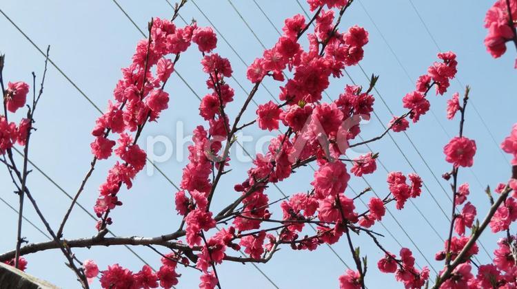 花桃（紅） 花桃,桃の花,赤い花の写真素材