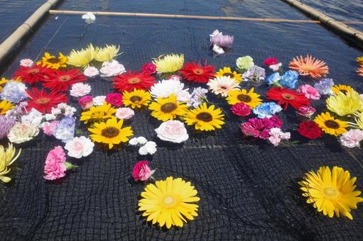 水面に浮かぶ花 水面に浮かぶ花の写真