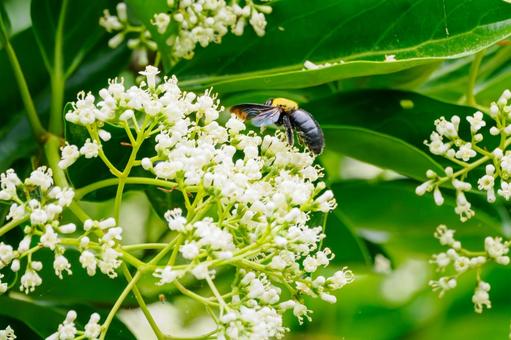 Photo, sweet viburnum, evergreen tall tree, bear, 