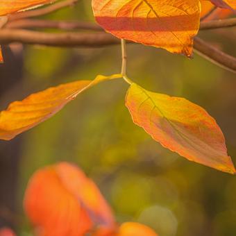日に照らされた紅葉した葉 紅葉,11月,秋の写真素材