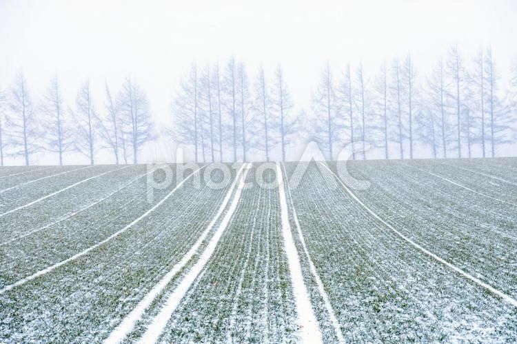 初雪の畑と霞む林 もや,北海道,幻想的の写真素材