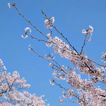 満開の桜と美しい青い空 満開の桜と美しい青い空の写真