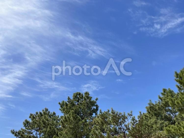 松林と空３ 空,松林,木の写真素材