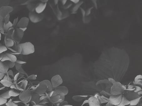 紫陽花 [白黒/淡]版 縦横4:3 白黒,モノクロ,グレースケールの写真素材