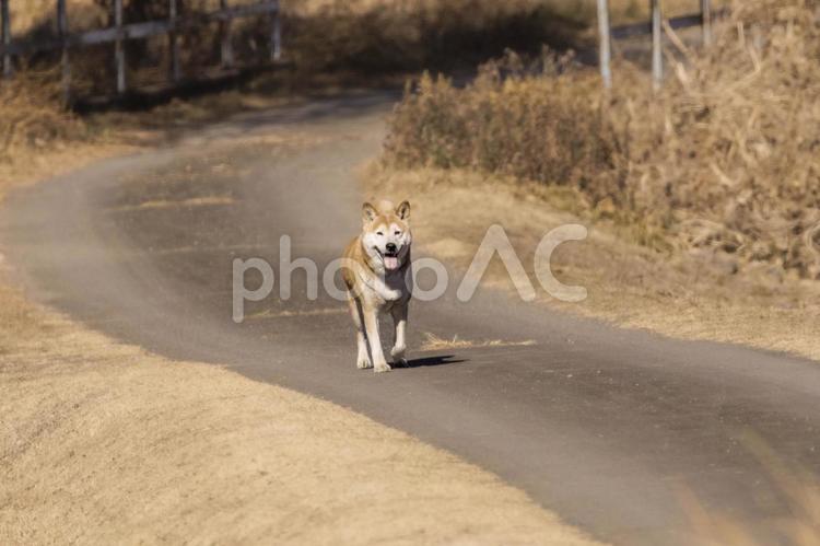 のんびりと散歩する犬 犬,ドッグ,散歩の写真素材