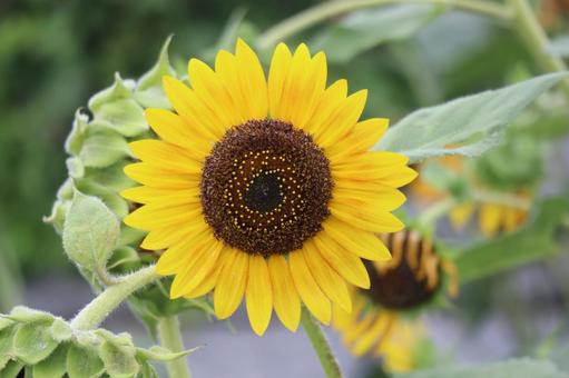 黄色い花びらのひまわりの花のアップ 黄色い花びらのひまわりの花のアップ 黄色い,花びら,ひまわりの写真素材