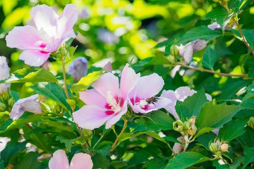 Rose of Sharon ⑹, JPG Rose of Sharon ⑹, JPG