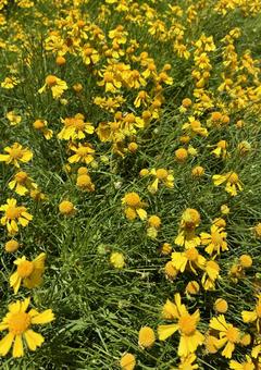 Photo, coreopsis, chrysanthemum, yellow, 