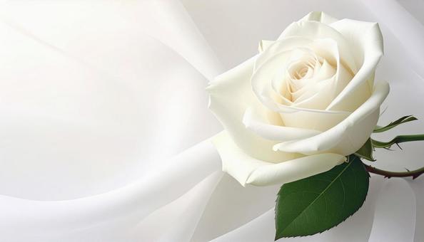 美しい白い薔薇 美しい白い薔薇の写真