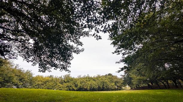 森の中に広がる静かな芝生の空間 森の中に広がる静かな芝生の空間 芝生,広場,木の写真素材