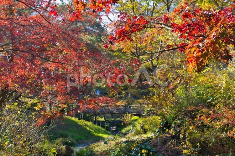 三渓園　緑と紅葉のハーモニー 三渓園,紅葉,山の写真素材