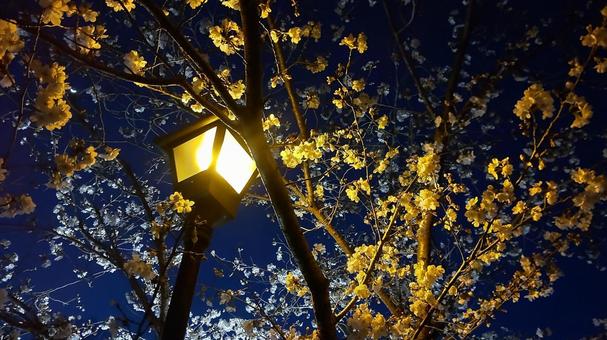 灯りと夜桜 灯りと夜桜 桜,夜桜,花見の写真素材