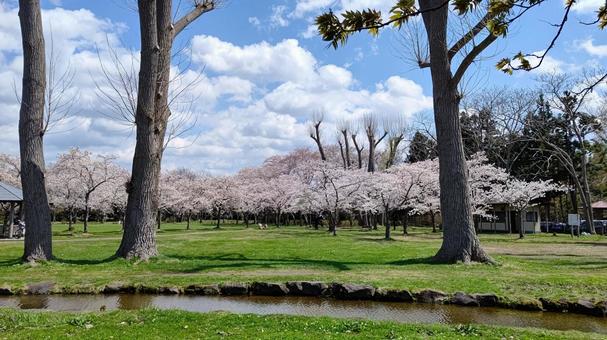 Photo, park, spring, cherry blossoms, 
