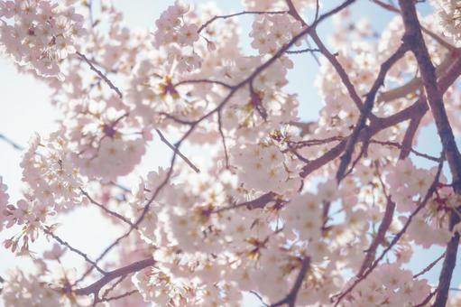 満開の桜と青空 満開の桜と青空の写真