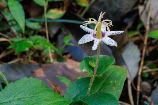 木陰でひっそり咲くヤマジノホトトギスの写真