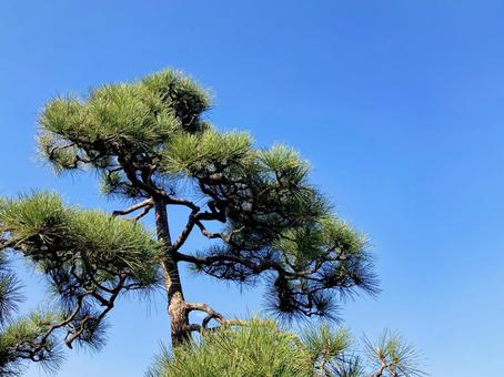 松 松,松の木,針葉の写真素材