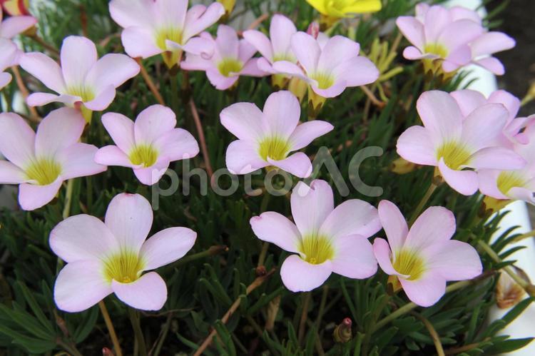 オキザリスの咲く風景 草花,秋冬,１０ー２月の写真素材