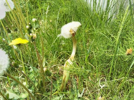 King dandelion, field, food, there are not many people, JPG