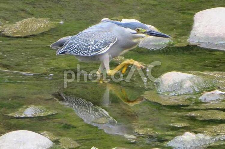 よいしょよいしょ、魚はどこだ 鳥,水域,自然の写真素材