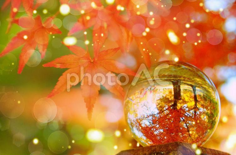 ガラスボールの中の紅葉で秋のイメージ 紅葉狩り,紅葉,秋のイメージの写真素材