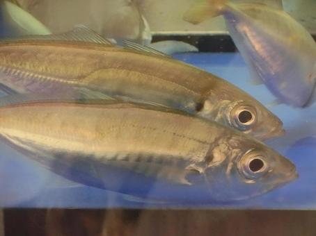 水槽の魚-2 水槽の魚-2 水槽,水中,魚の写真素材