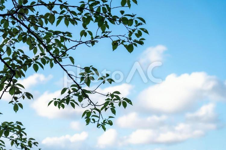 夏の青空と白い雲 空,新緑,春の写真素材