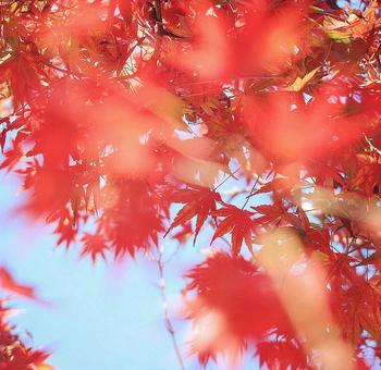 Autumn leaves, foglie di autunno, acero, acero, JPG