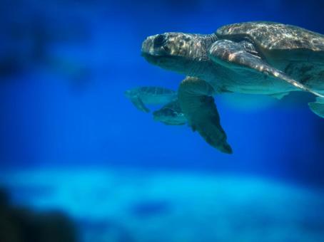 水槽の中のウミガメの写真