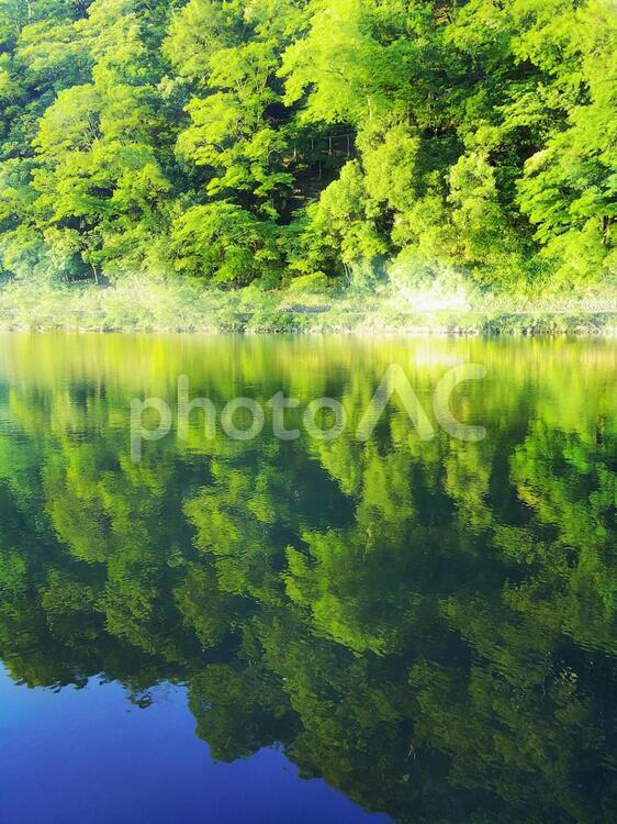 新緑が映える川面 川,新緑,樹木の写真素材