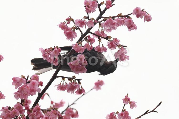伊豆発祥の早咲き桜 河津桜,花,バラ科の植物の写真素材