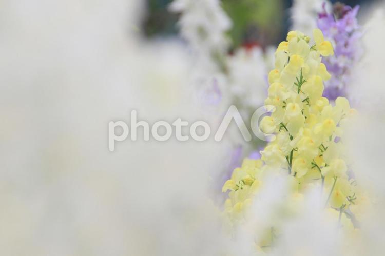 黄色いストックの花「さびしい恋」 ストック,花,黄色の写真素材