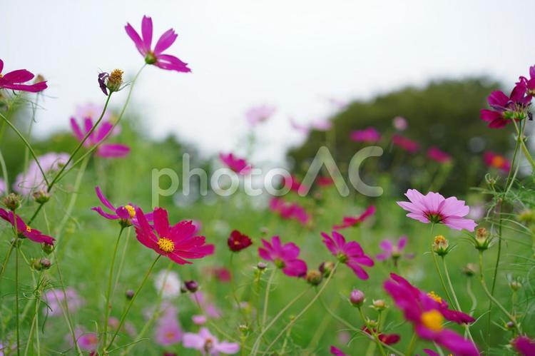 淡いピンクと濃いピンクのコスモス コスモス,花,背景の写真素材