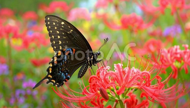 秋の彼岸花と黒アゲハ蝶のアップ 蝶,黒アゲハ,昆虫の写真素材