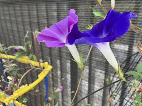 夏休みの朝顔の写真