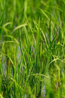 水田に育つ若々しい稲の葉 稲,稲穂,水田の写真素材