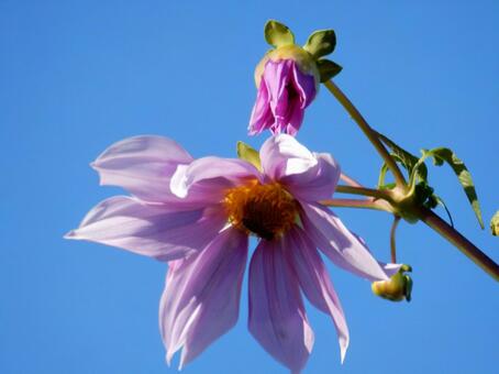 【花の写真】皇帝ダリア 皇帝ダリア,コウテイダリア,植物の写真素材