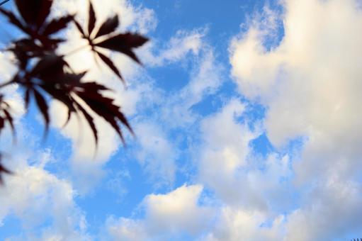 紅葉と雲 紅葉と雲の写真