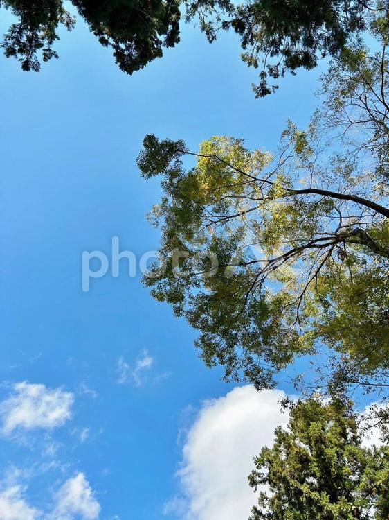 キャンプ場の空と木 空,晴れ,青空の写真素材