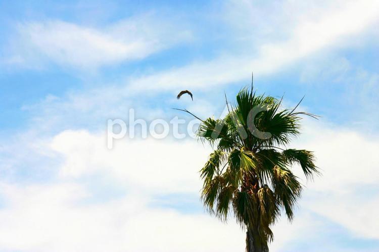青空とヤシの木 ヤシの木,青空,空の写真素材