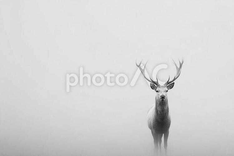 鹿の雄大さを捉えた白黒写真 鹿,シカ,白黒の写真素材