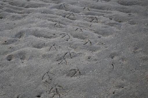 鳥の足跡の残る砂浜 鳥,足跡,砂浜の写真素材