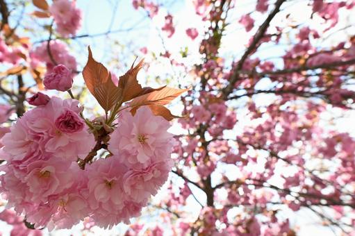 Photo, double cherry blossoms, sekiyama, sakura, 