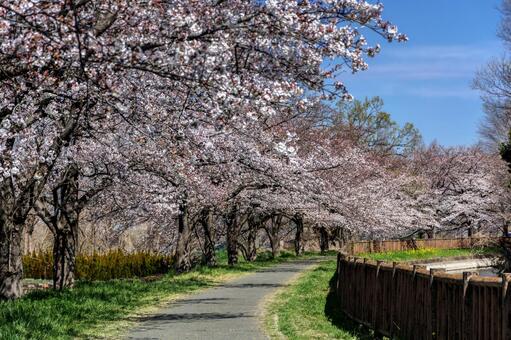 桜_143 桜_143の写真