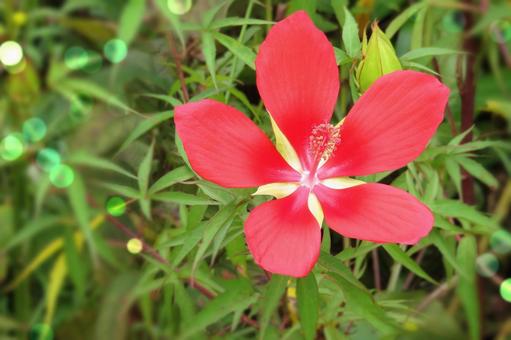 鮮やかな赤色のモミジアオイの花 鮮やかな赤色のモミジアオイの花 モミジアオイ,花,赤の写真素材