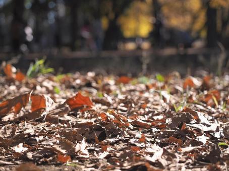 落ち葉のある風景　の写真