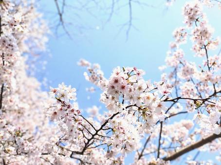 さくら さくらの写真